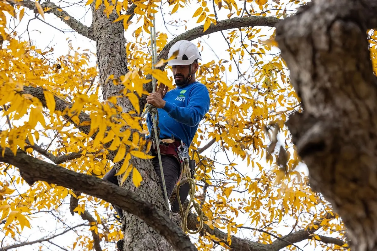 Skilled Tree Planting crew working in Offutt Afb